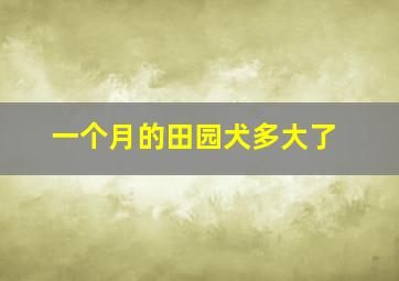 一个月的田园犬多大了