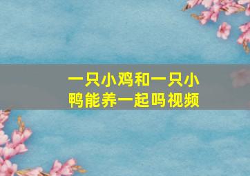 一只小鸡和一只小鸭能养一起吗视频