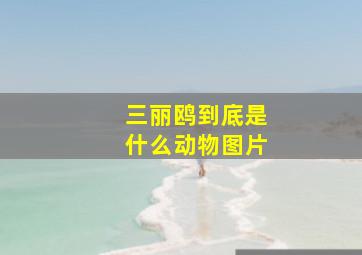 三丽鸥到底是什么动物图片