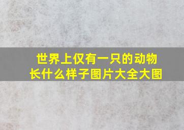 世界上仅有一只的动物长什么样子图片大全大图