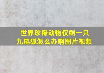 世界珍稀动物仅剩一只九尾狐怎么办啊图片视频