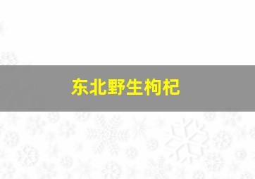 东北野生枸杞