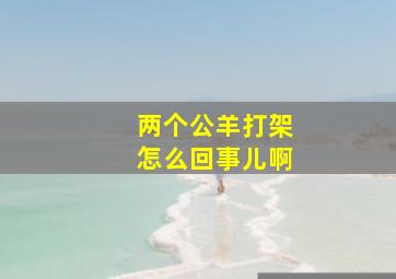 两个公羊打架怎么回事儿啊