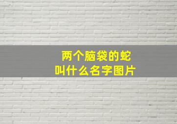 两个脑袋的蛇叫什么名字图片