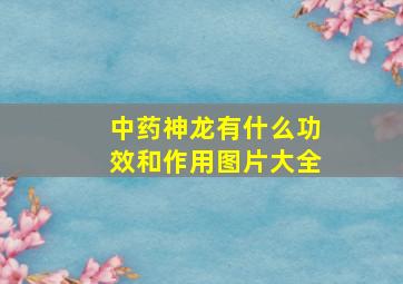 中药神龙有什么功效和作用图片大全