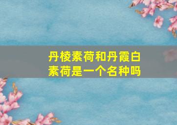 丹棱素荷和丹霞白素荷是一个名种吗