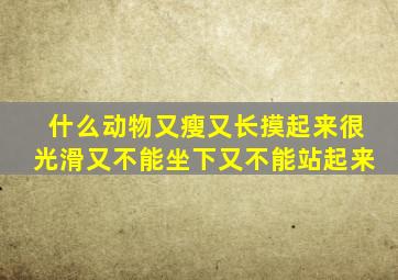 什么动物又瘦又长摸起来很光滑又不能坐下又不能站起来