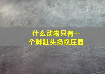 什么动物只有一个脚趾头蚂蚁庄园