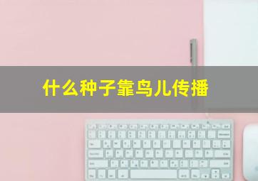 什么种子靠鸟儿传播