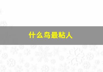 什么鸟最粘人