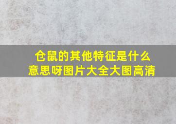 仓鼠的其他特征是什么意思呀图片大全大图高清