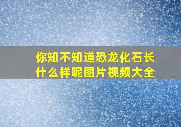 你知不知道恐龙化石长什么样呢图片视频大全