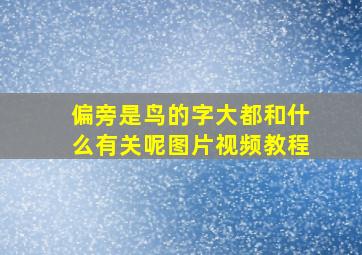 偏旁是鸟的字大都和什么有关呢图片视频教程