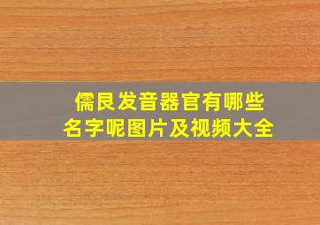 儒艮发音器官有哪些名字呢图片及视频大全