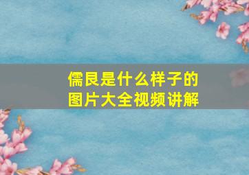 儒艮是什么样子的图片大全视频讲解