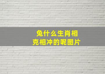 兔什么生肖相克相冲的呢图片