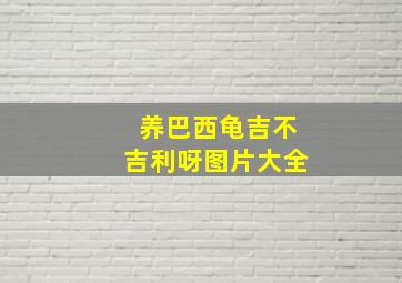 养巴西龟吉不吉利呀图片大全