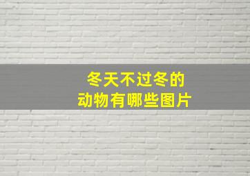 冬天不过冬的动物有哪些图片