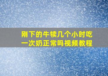 刚下的牛犊几个小时吃一次奶正常吗视频教程