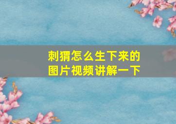 刺猬怎么生下来的图片视频讲解一下