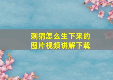 刺猬怎么生下来的图片视频讲解下载