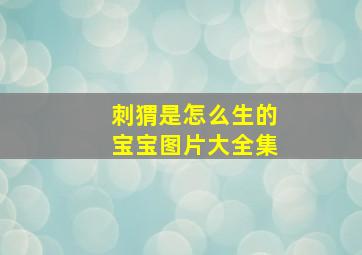 刺猬是怎么生的宝宝图片大全集