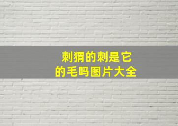 刺猬的刺是它的毛吗图片大全