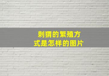 刺猬的繁殖方式是怎样的图片