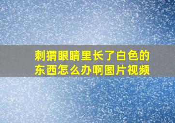 刺猬眼睛里长了白色的东西怎么办啊图片视频