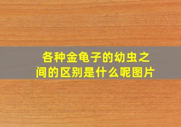 各种金龟子的幼虫之间的区别是什么呢图片