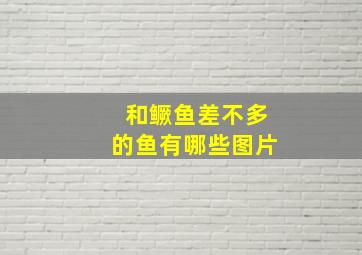 和鳜鱼差不多的鱼有哪些图片