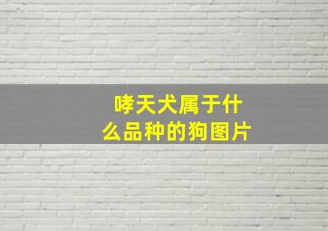 哮天犬属于什么品种的狗图片