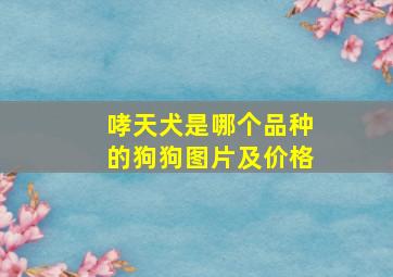 哮天犬是哪个品种的狗狗图片及价格