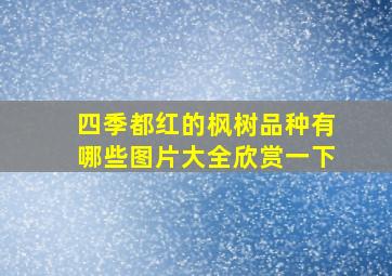 四季都红的枫树品种有哪些图片大全欣赏一下