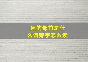 因的部首是什么偏旁字怎么读