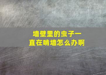 墙壁里的虫子一直在啃墙怎么办啊