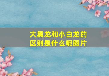 大黑龙和小白龙的区别是什么呢图片