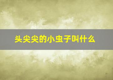 头尖尖的小虫子叫什么