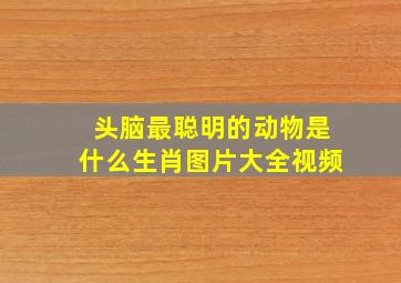 头脑最聪明的动物是什么生肖图片大全视频