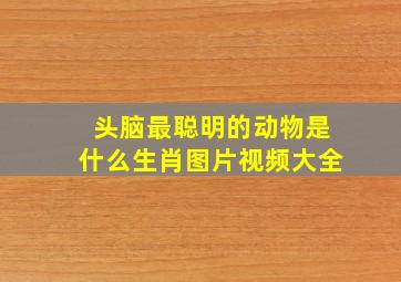 头脑最聪明的动物是什么生肖图片视频大全