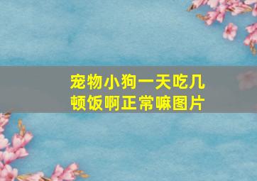 宠物小狗一天吃几顿饭啊正常嘛图片