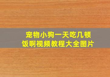 宠物小狗一天吃几顿饭啊视频教程大全图片