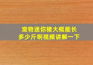 宠物迷你猪大概能长多少斤啊视频讲解一下