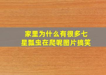 家里为什么有很多七星瓢虫在爬呢图片搞笑