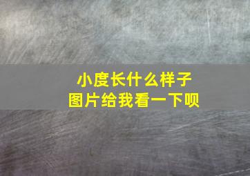 小度长什么样子图片给我看一下呗