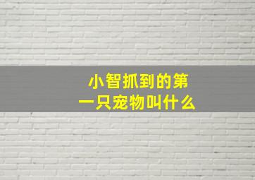 小智抓到的第一只宠物叫什么