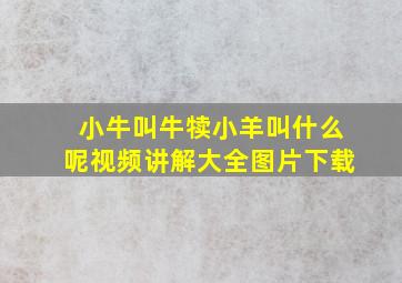 小牛叫牛犊小羊叫什么呢视频讲解大全图片下载