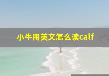 小牛用英文怎么读calf