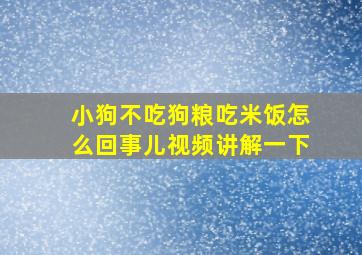 小狗不吃狗粮吃米饭怎么回事儿视频讲解一下