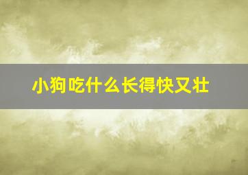 小狗吃什么长得快又壮